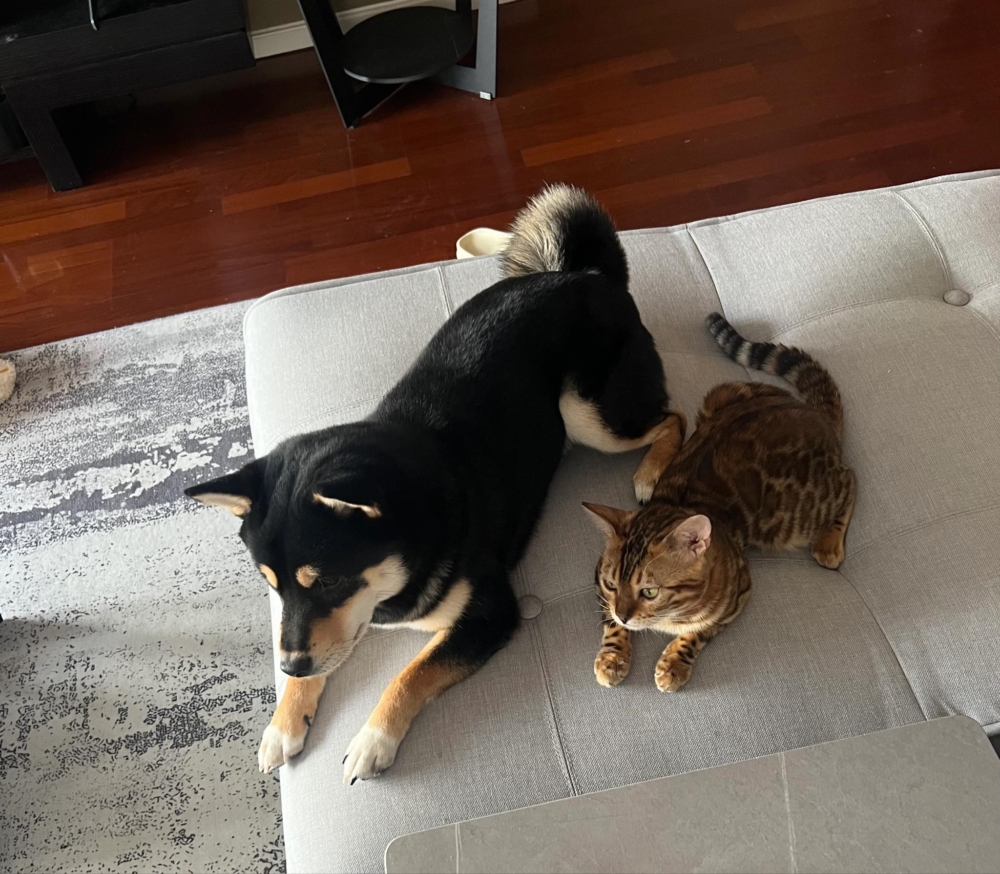 奴才：你現在狗模狗樣的欸