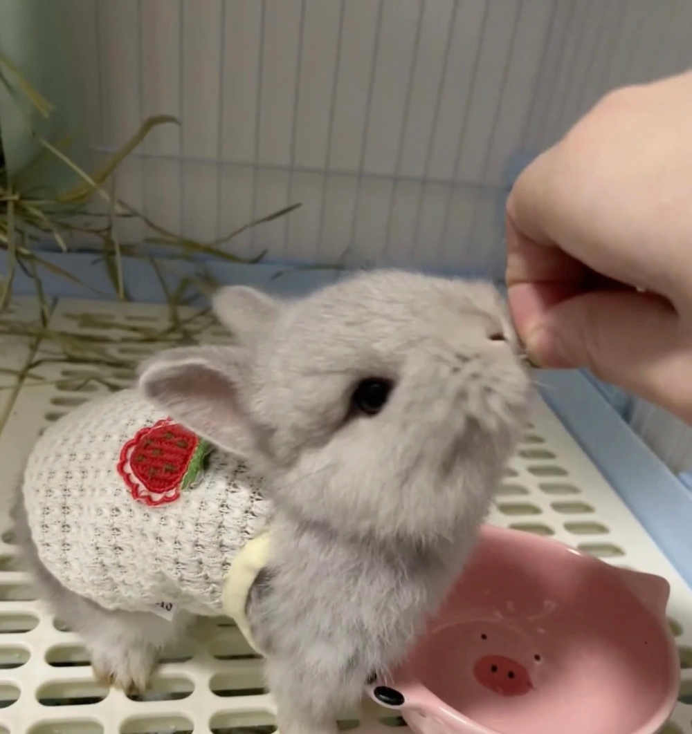 奴才：這是我應該做的喔