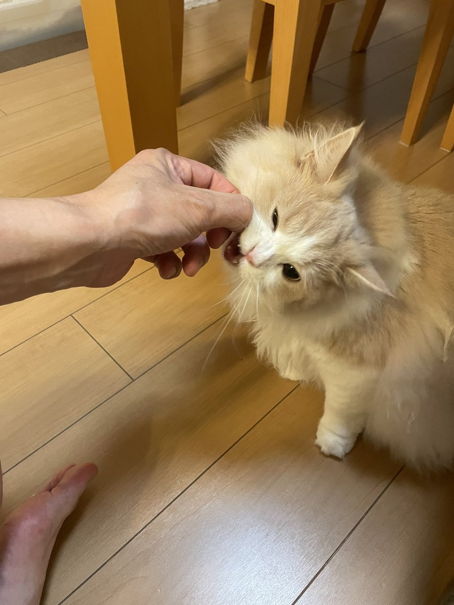 奴才：好啦～就只能吃一個喔