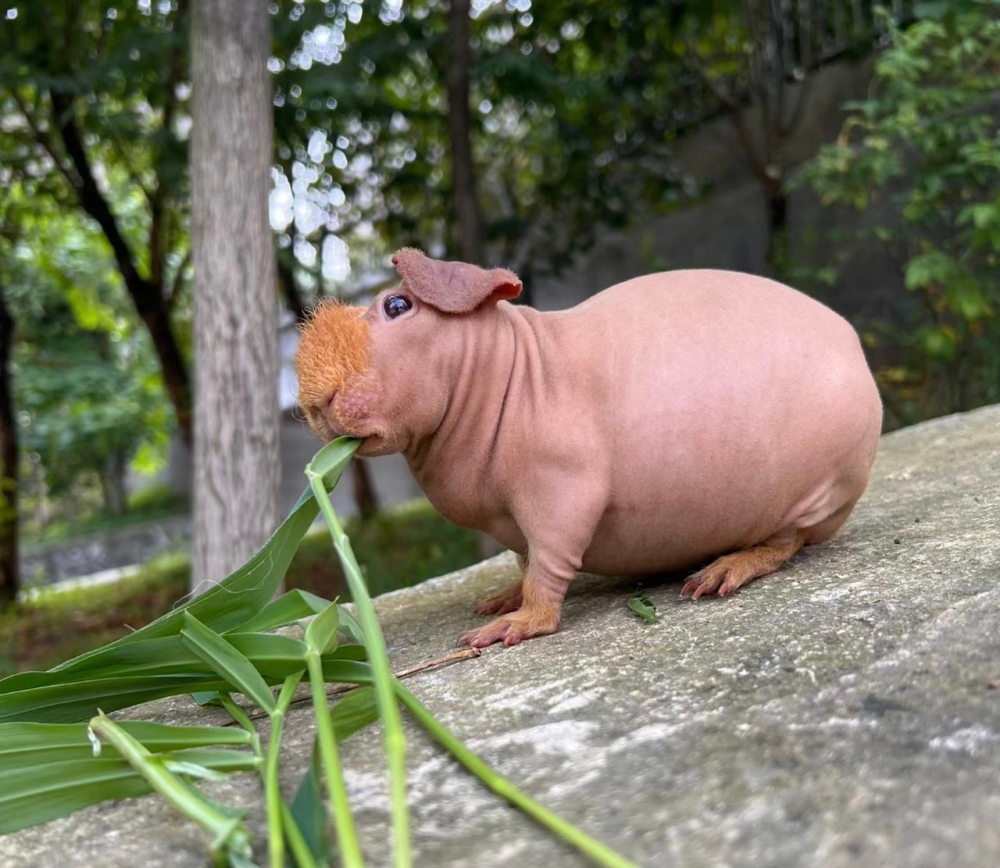 奴才：你吃得開心我也開心啦