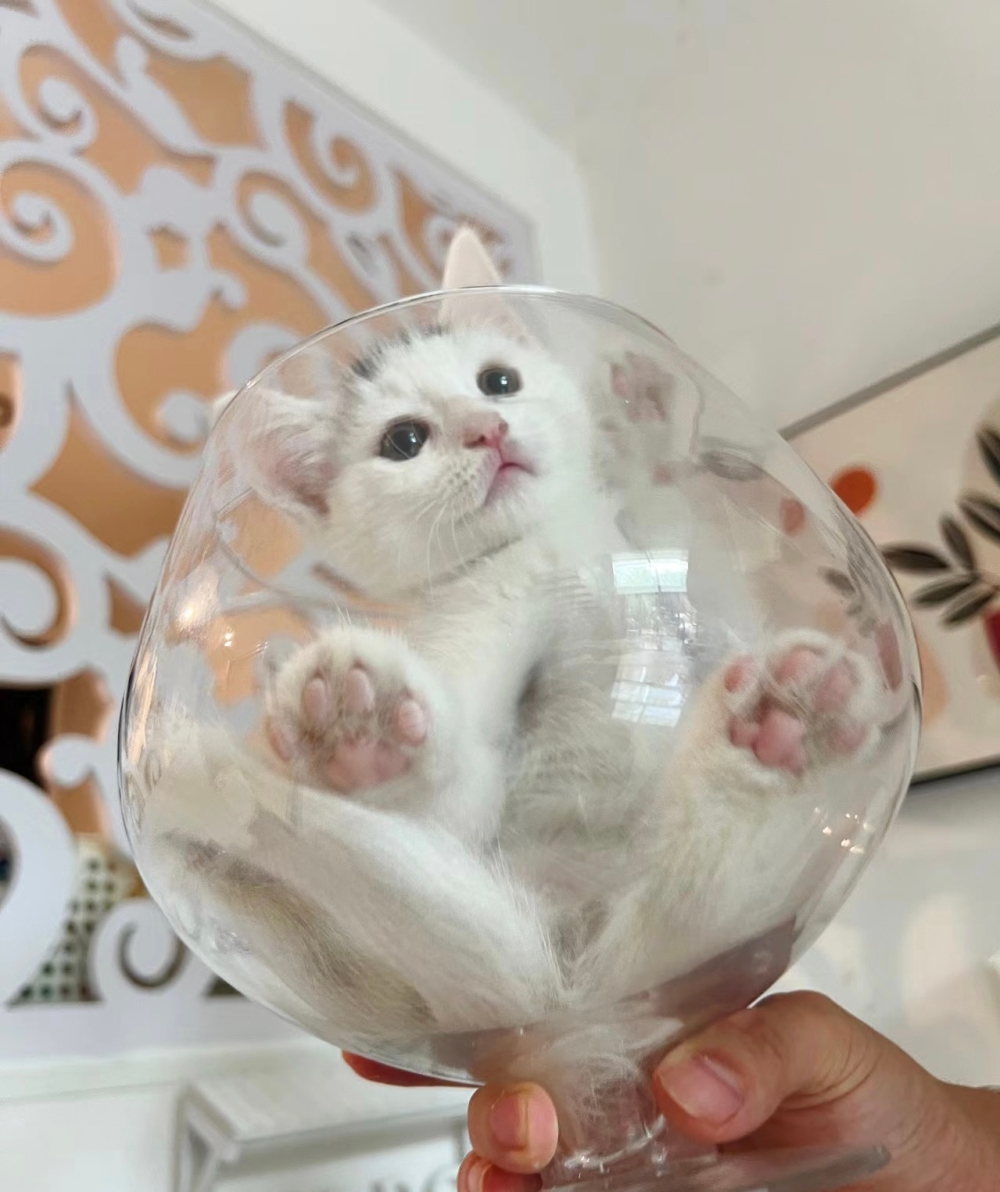 奴才：這麼說也沒有錯啦～