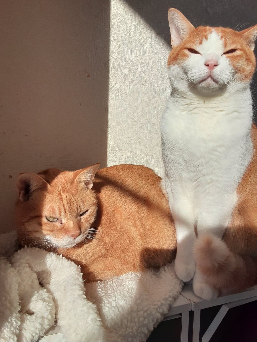 奴才：不得不服啦