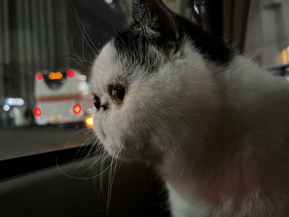 奴才：確實很可愛