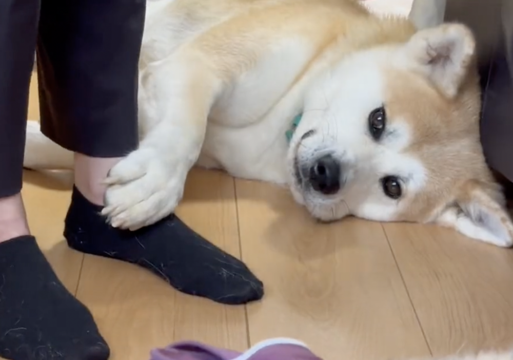 奴才：蛤！沒聽見，你再說一次