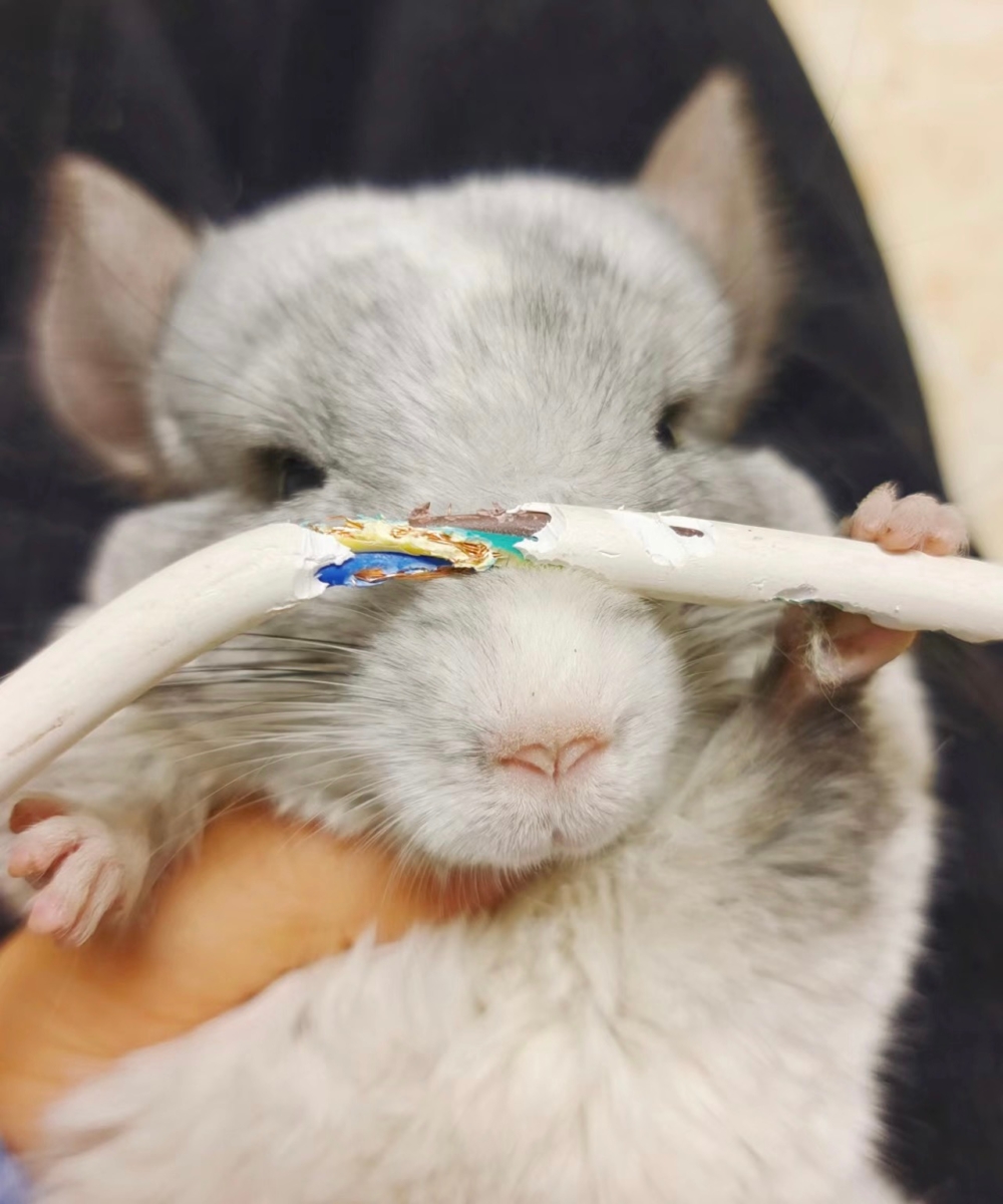 奴才：哇噻～要不是我插頭拔得快，你指定完蛋了