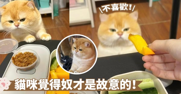 人家是肉食動物啦！給貓咪餵食蔬菜反被瞪了～喵：肉肉才是朕的摯愛啊