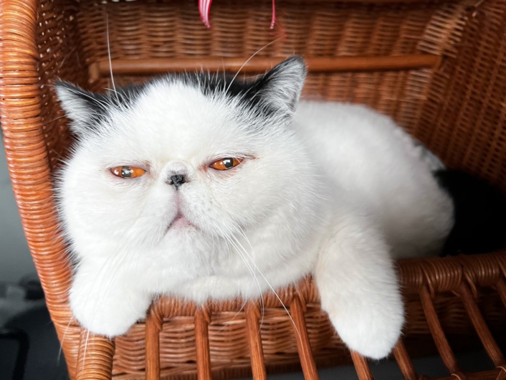 奴才：我也很喜歡啊