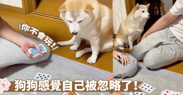 人家也想參與一份啦～狗狗對撲克牌很感興趣喔！規則也已經偷偷掌握了