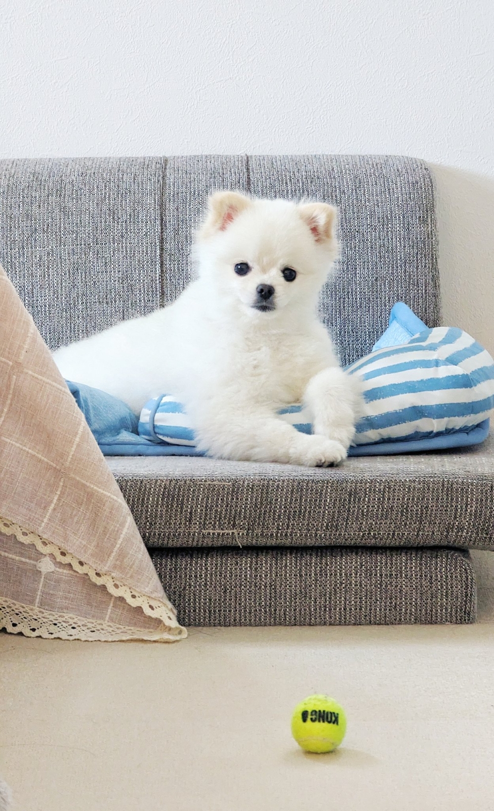 奴才：有得玩當然值得開心囉