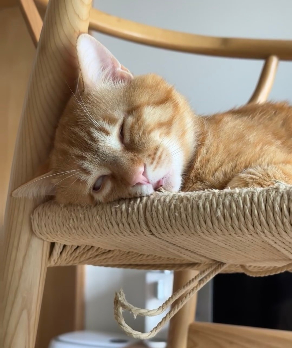 奴才：這樣說自己的嗎？