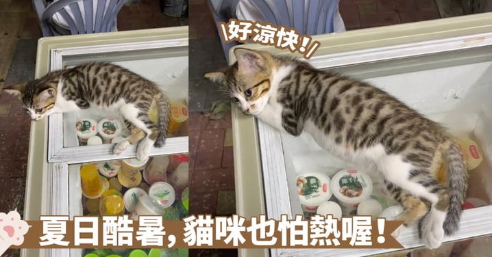 降溫好物被發現啦！貓咪躺在冰櫃上涼涼肚皮～順便還能招攬一些生意喔