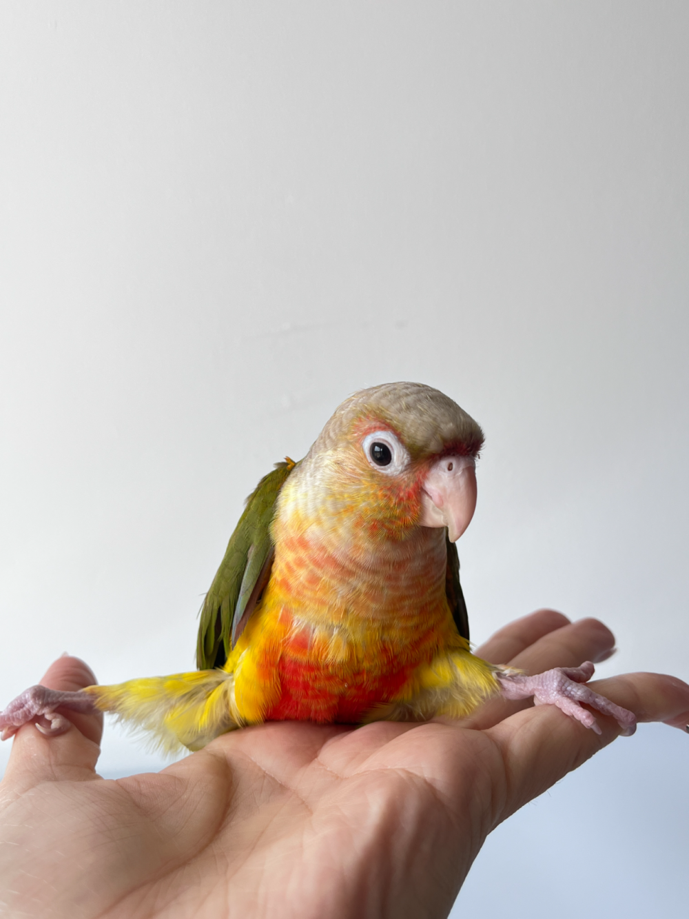 奴才：你是來激起我的鬥志的吧