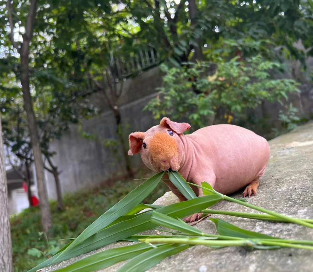 奴才：以後多給你找些野菜吧