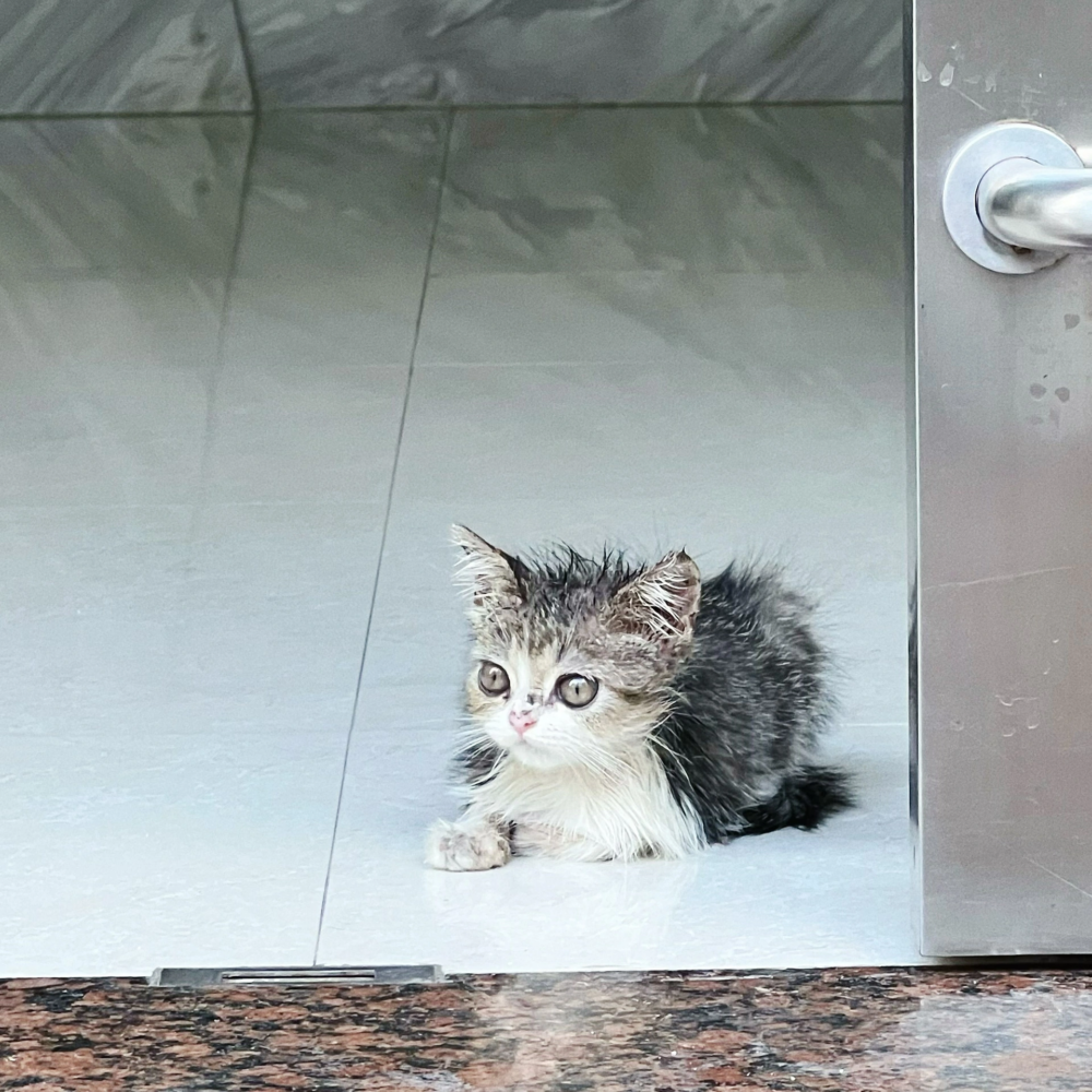 奴才：你很有氣質欸～