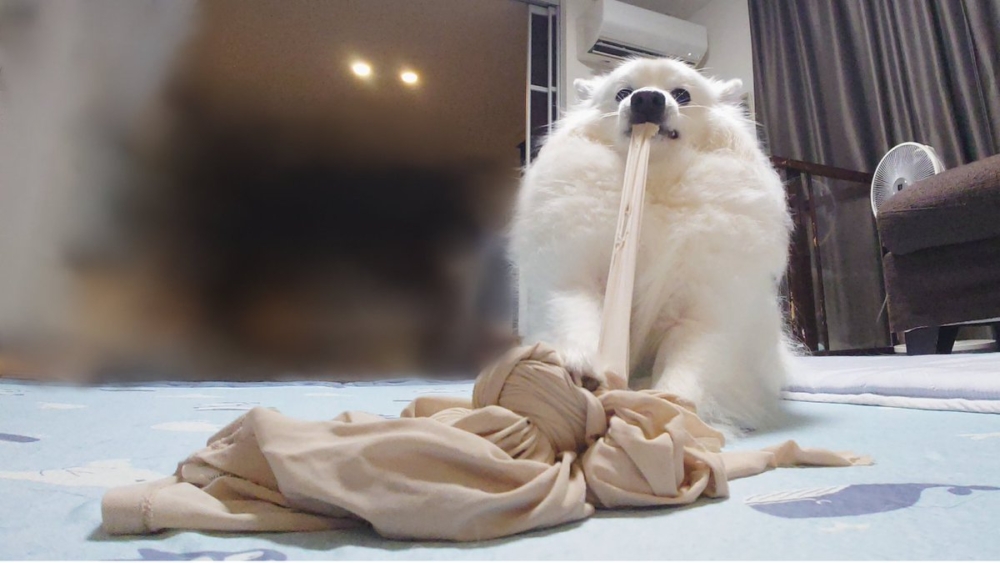 奴才:你這是在幫我做質量檢測啊?