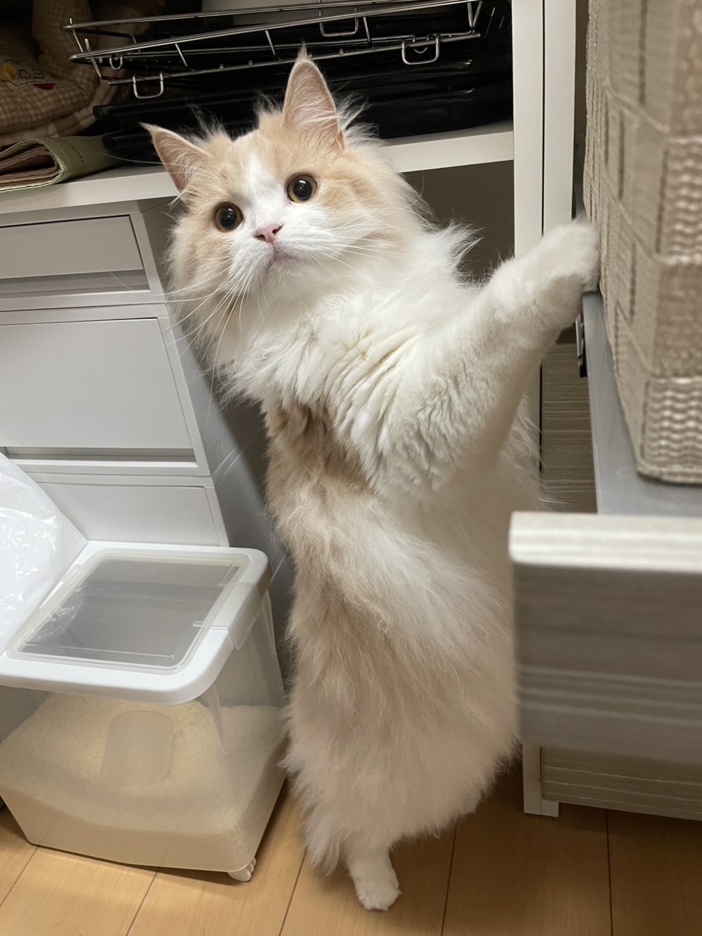 奴才：哎呀～騙不了你了