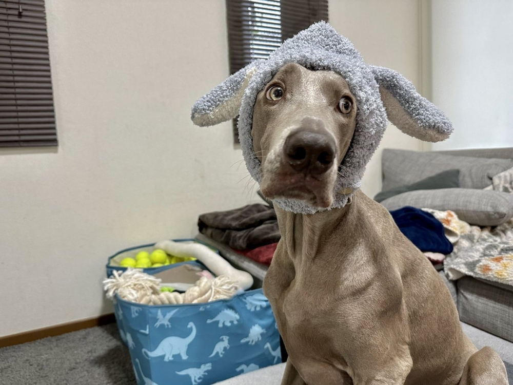 奴才：別那麼誇張，沒事噠