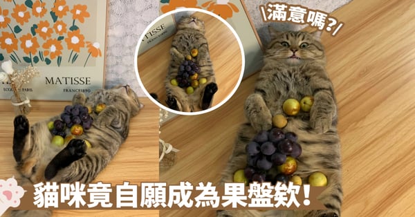 養兵千日，用軍一時～貓咪是時候派上用場了，咪咪果盤正式出爐囉！