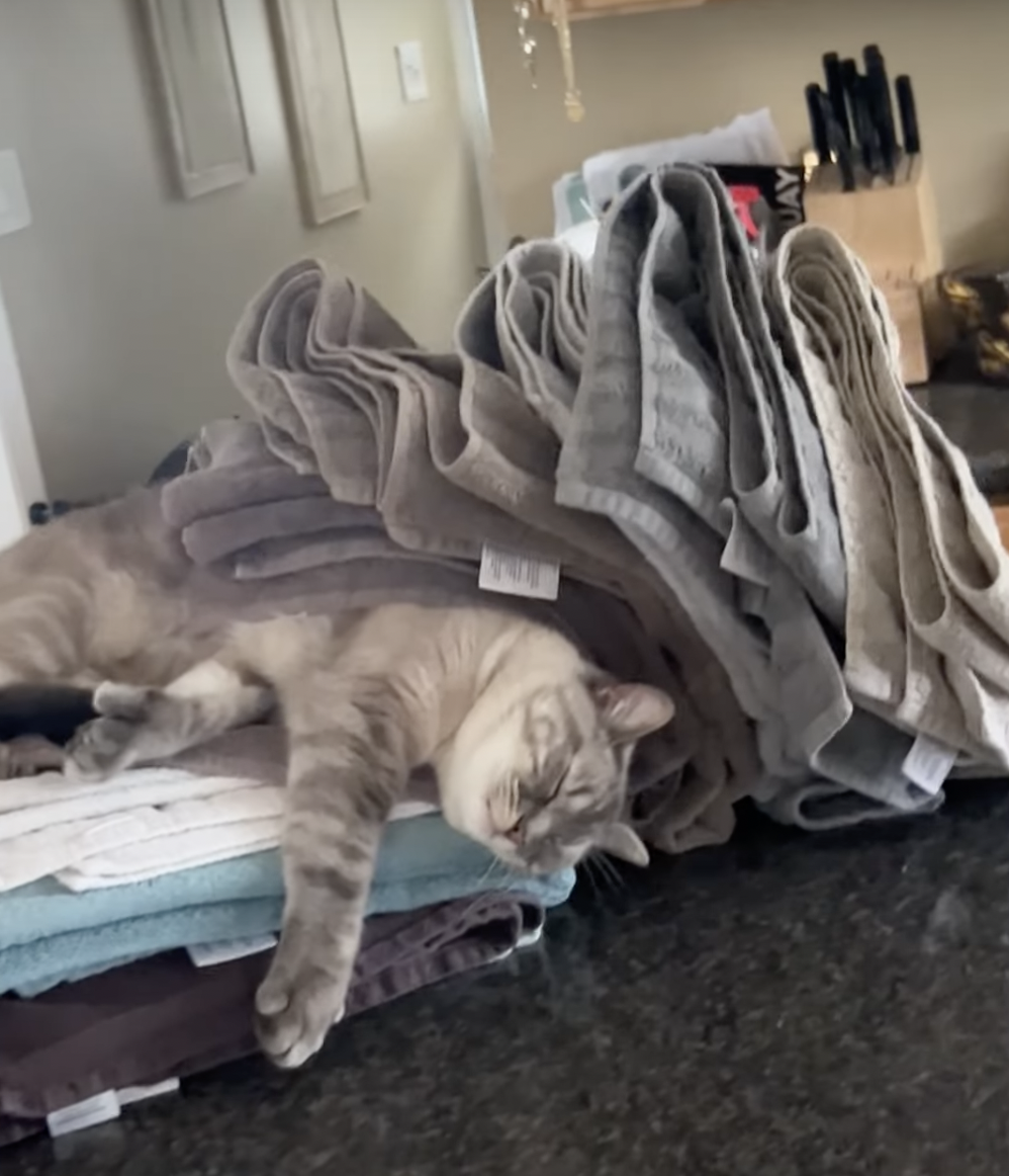 奴才：你別太傲嬌喔