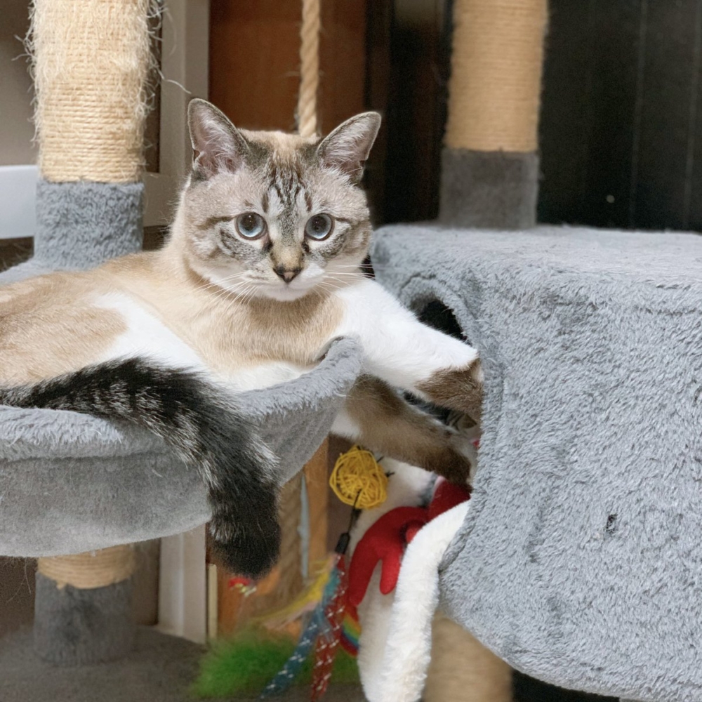 奴才：閒來沒事要展示一下自己的才藝嗎？