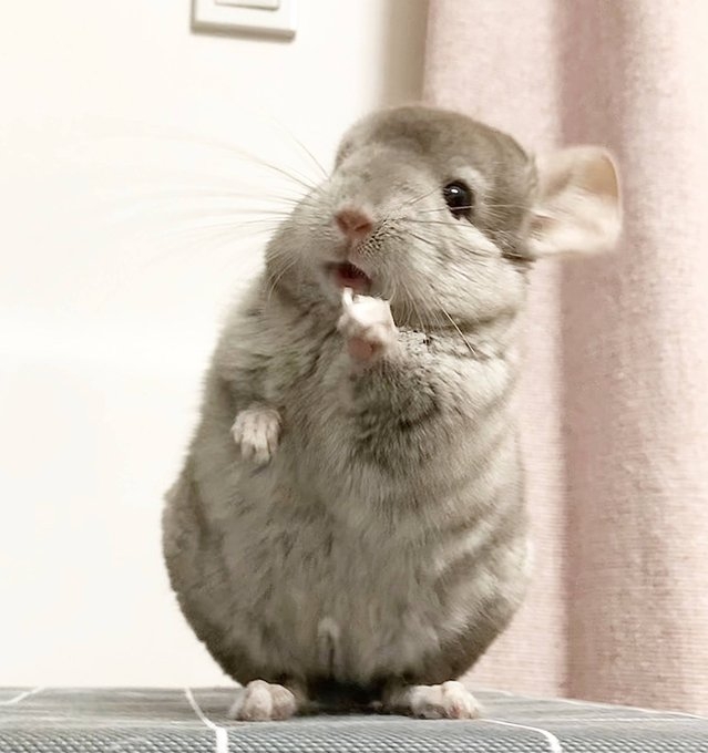 奴才：我當然都喜歡啊（此時2個月大）