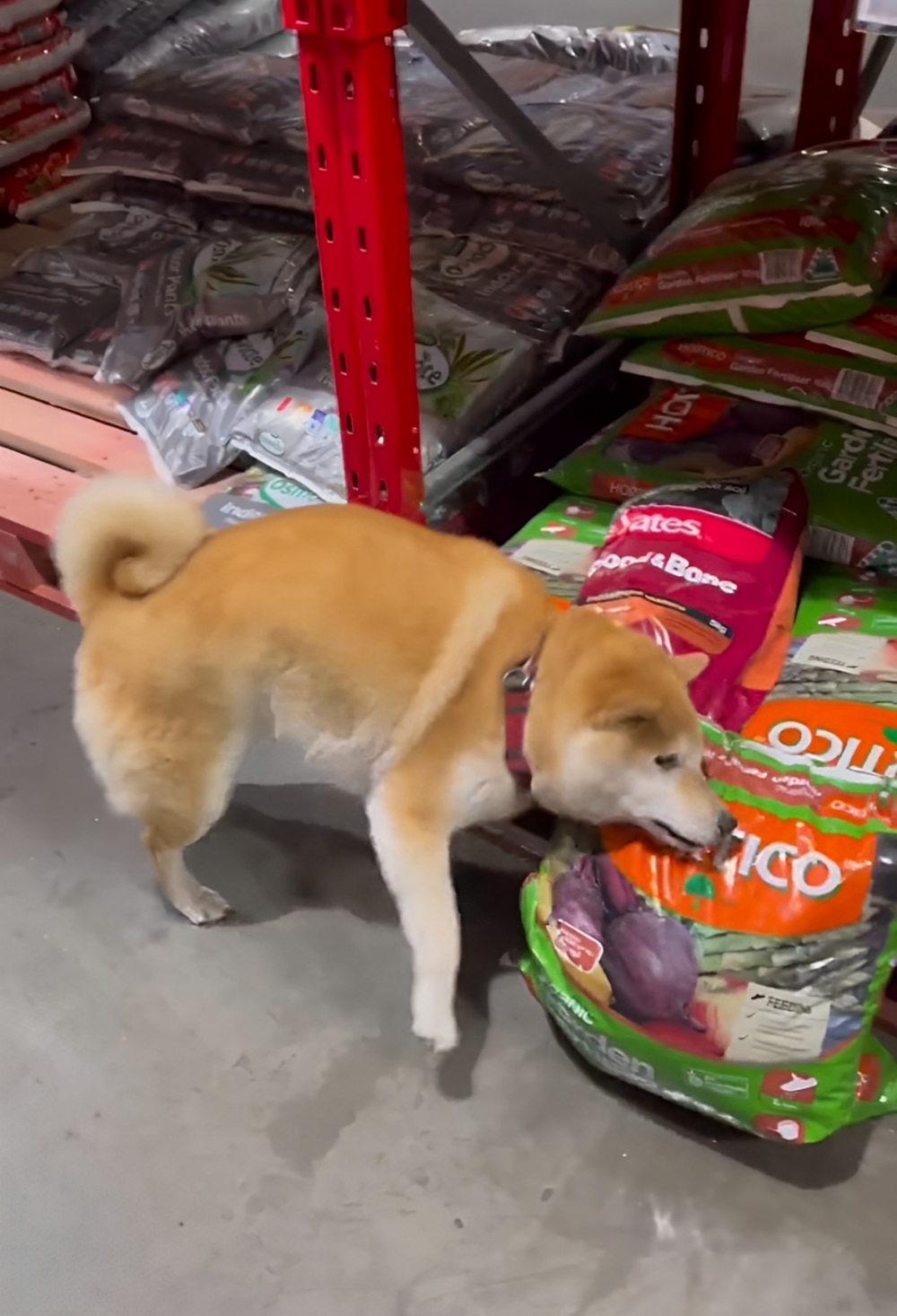 奴才：你現在臭臭的