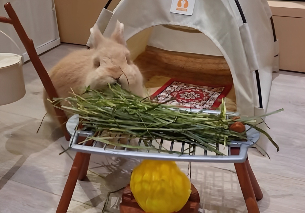 奴才：還喜歡嗎？