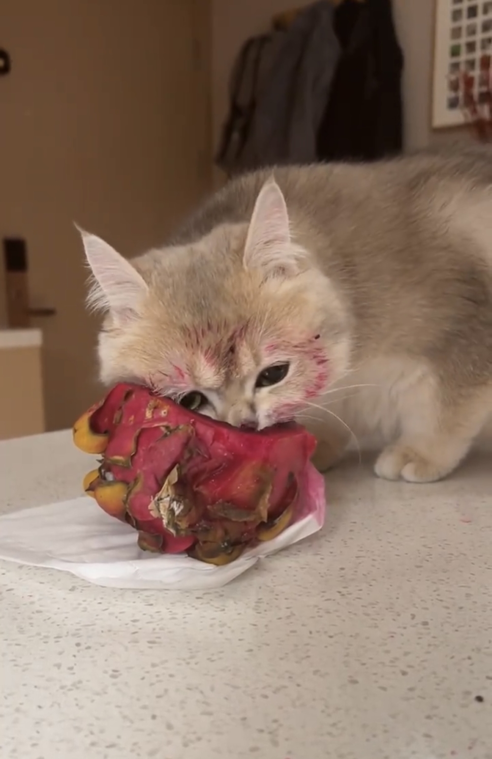 奴才：你吃了我吃什麼？