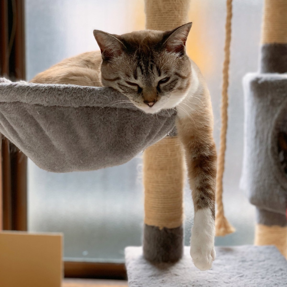 奴才：確實沒錯啦！