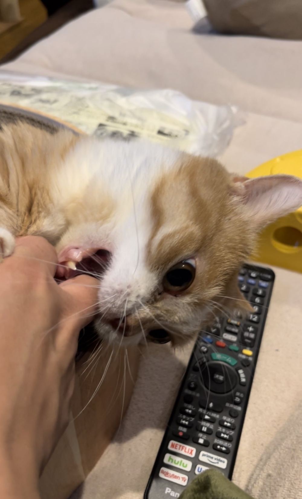 奴才：那麼信任我啊！