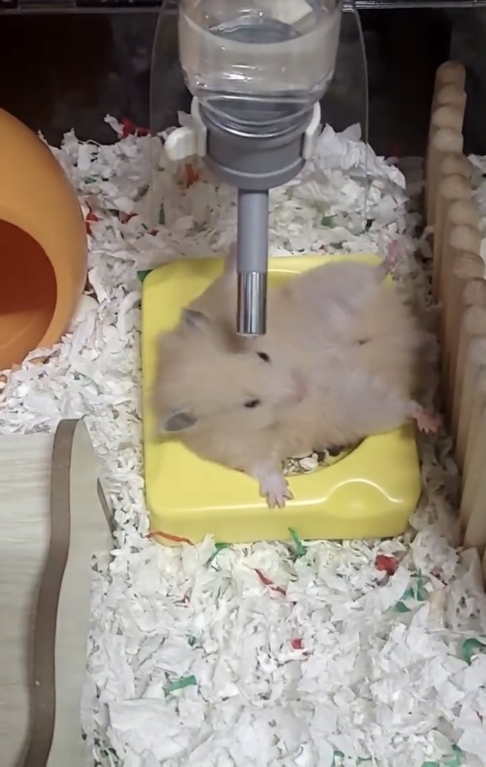 奴才：確認你很聰明囉