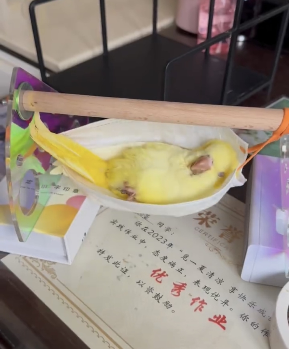 主子看起來很喜歡~