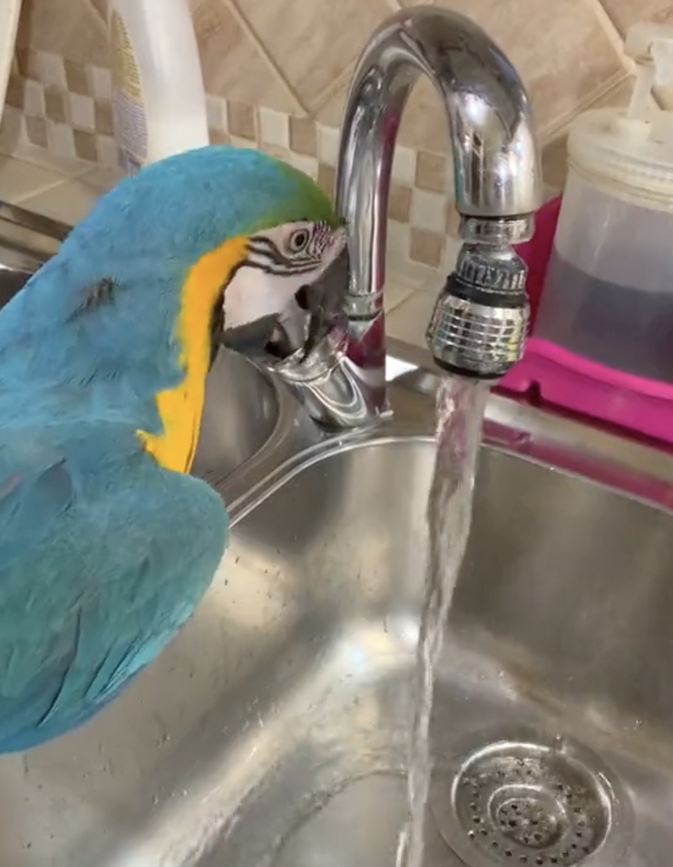 奴才：那還是算了吧