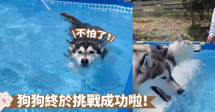 再現狗刨勢泳姿～哈士奇狗狗的水上冒險！從怕水到樂不思蜀，一步步適應水上娛樂啦