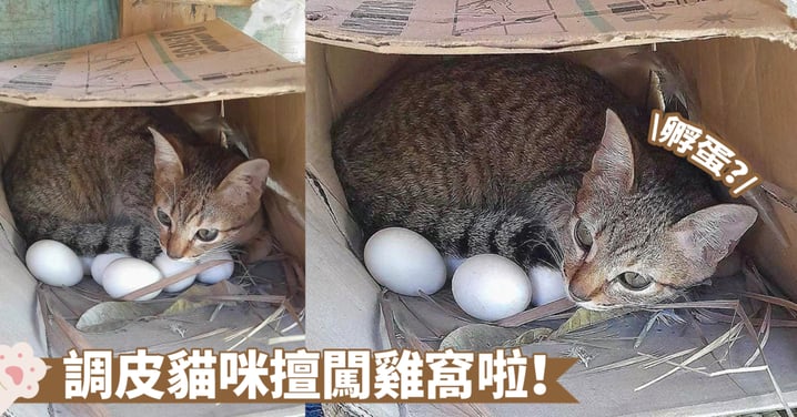 奇異行為之無解之謎！貓咪趕走母雞自己孵卵？喵：想體驗一把當母親的感覺啦～