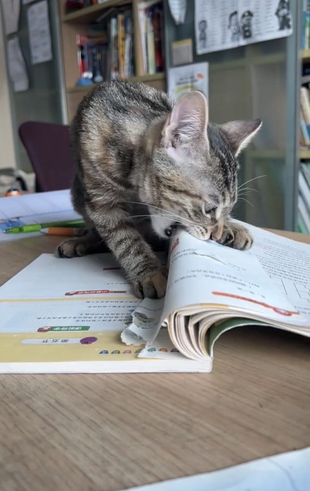 奴才:因為你再撕我就真的沒得學習了!