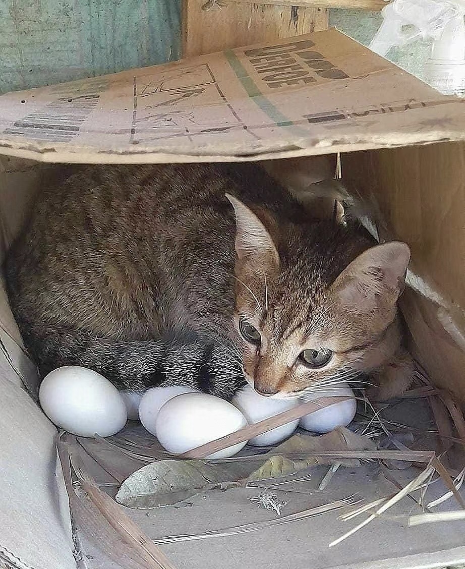 奴才：但是母雞也需要一個啊