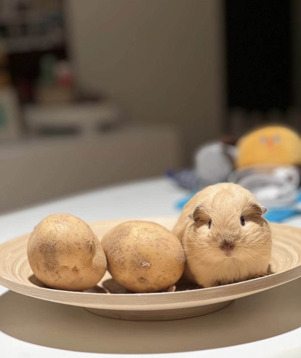 奴才：真的太像了