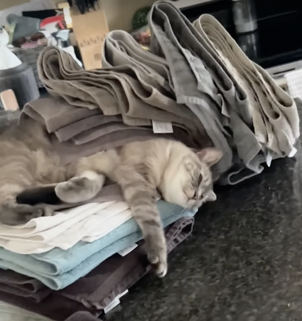 奴才：好啦～是我沒收好