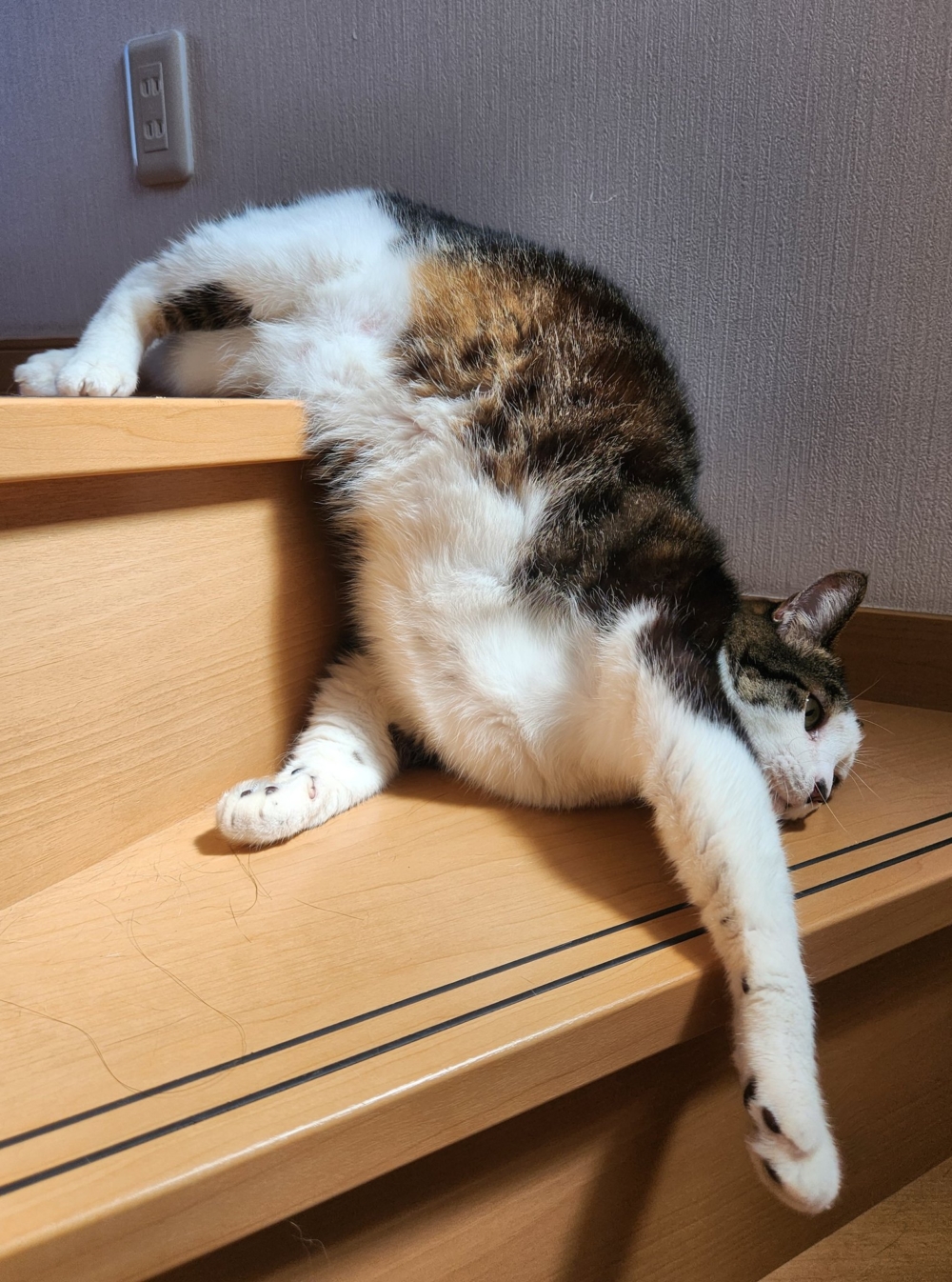 奴才:你看上去好懶喔