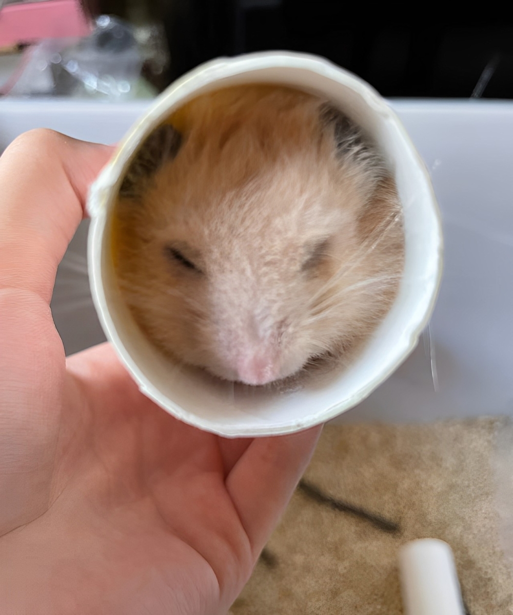 奴才:看得出挺舒服的