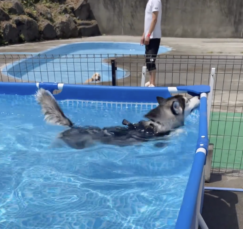 奴才：游得很棒啦