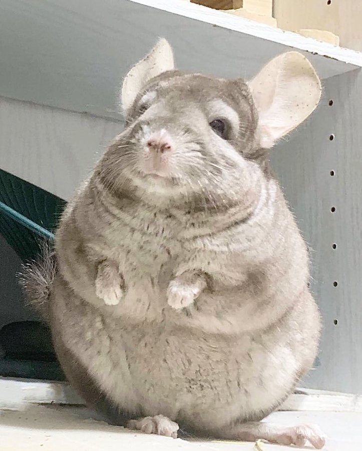 奴才：我騙你幹嘛啦（已經3歲啦）