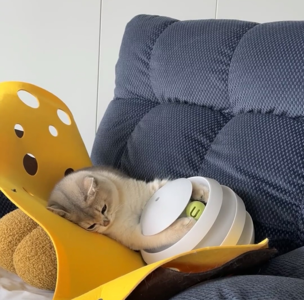 奴才：這可是你最愛的球球欸