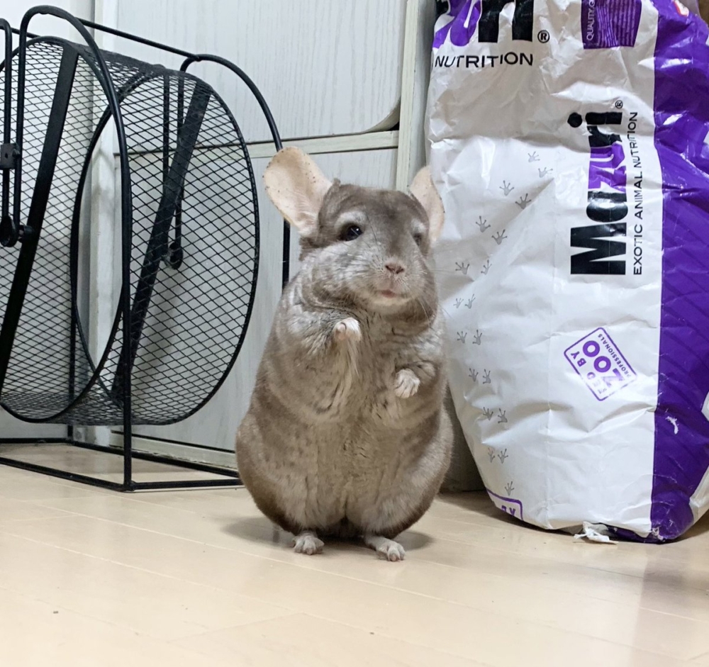 奴才：我是認真的囉