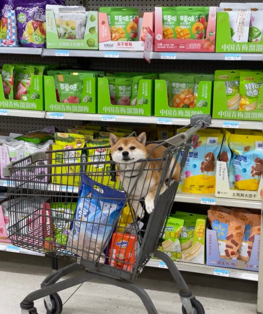 奴才：快要採購完畢了