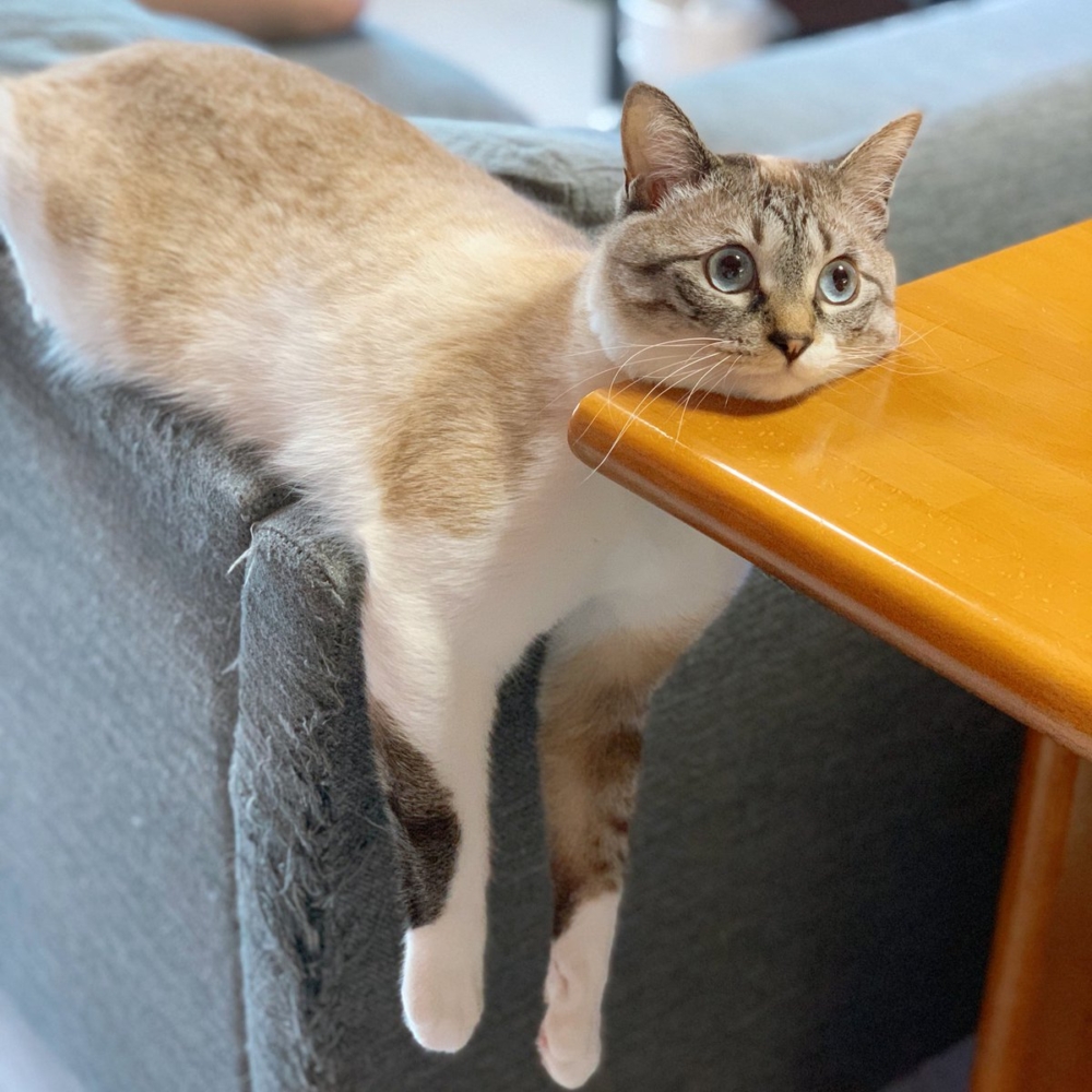 奴才：你也太厲害了啦