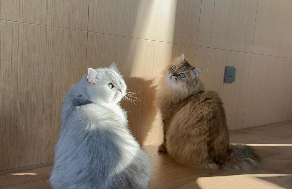 「MayMayBoy」與「MayMayMan」