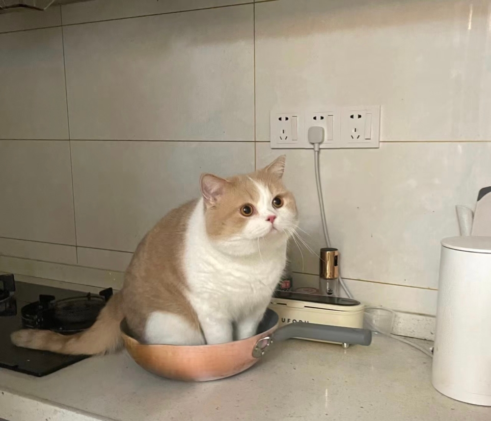 奴才：隨你去吧