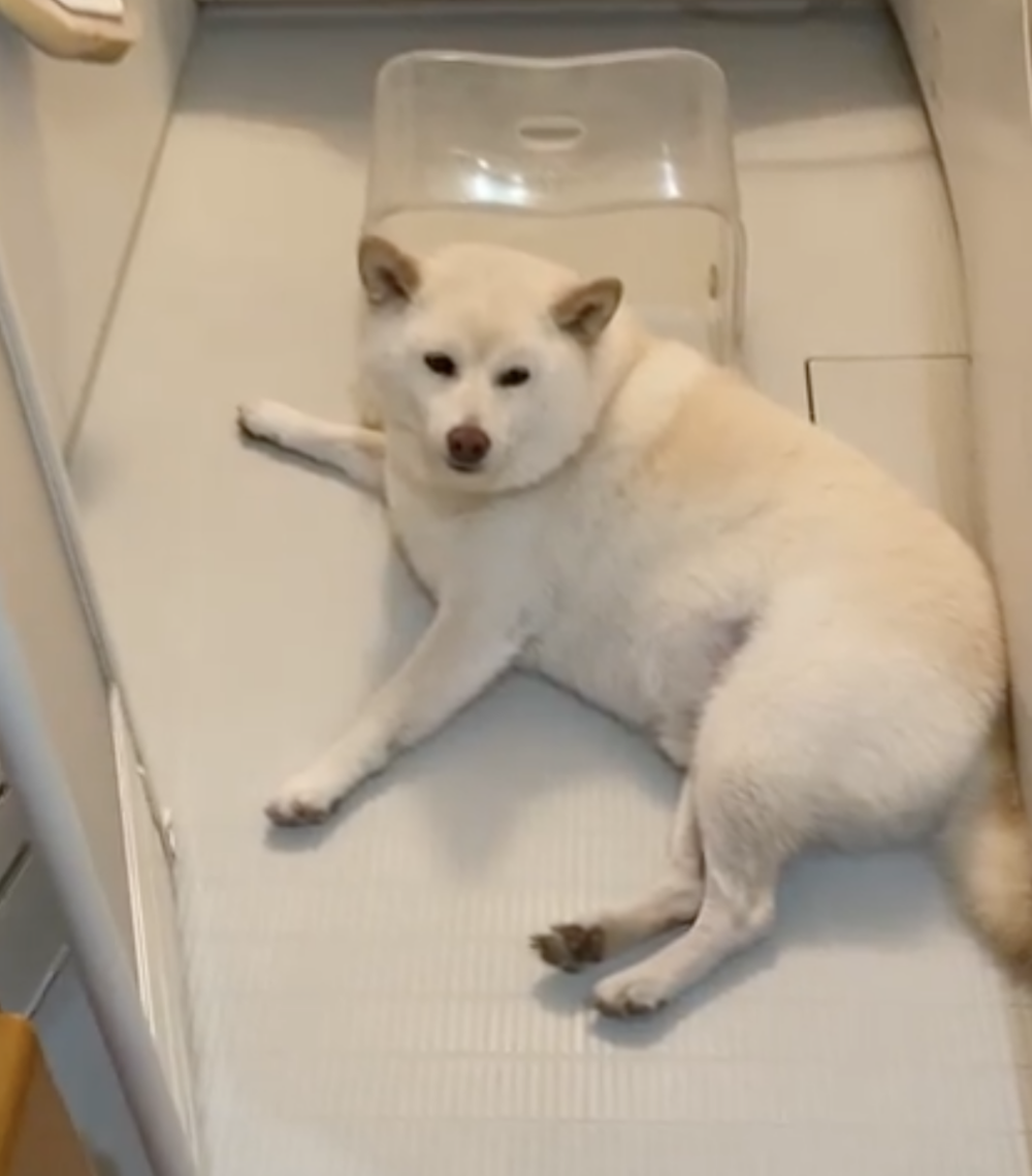 奴才：不怕不怕喔